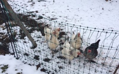 Trumps Fragenkatalog an die EU