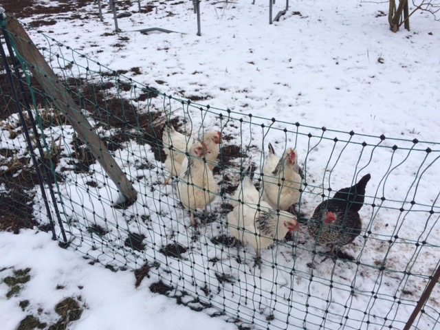 Trumps Fragenkatalog an die EU